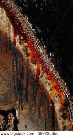 Large Pieces Of Wood, Visible Texture And Melted Sap