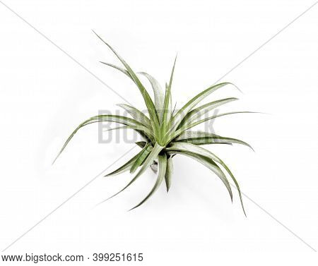 Atmospheric Tillandsia (tillandsia Brachycaulos) Isolated On White Background