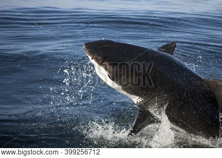 Great White Shark, Carcharodon Carcharias, Adult Breaching, False Bay In South Africa