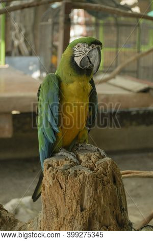 Macaws Are A Large Family Of Hookbills. It Is Very Popular To Party Because It Has Beautiful Colors,