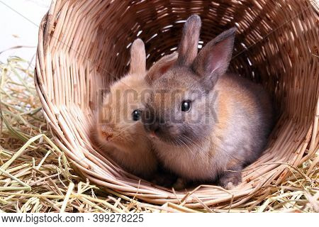 Two Cute Little Rabbits Like To Play Mischievously In Baskets Of Wood And Straw.