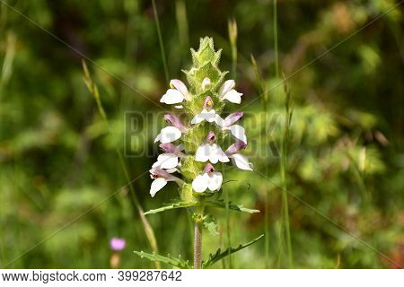 Detail Of Plant With White Flowers Of Bellardia Trixago.