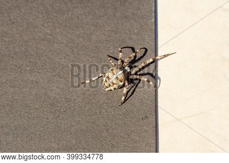 Spider cross. Wild dangerous poisonous arachnid. Arachnophobia. Fear of insects.