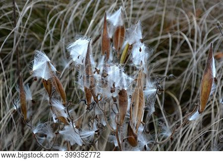 Autumn Perennial Beds Are Sad But Beautiful. Their Fertility Spews Out The Seeds And Acts Aesthetica