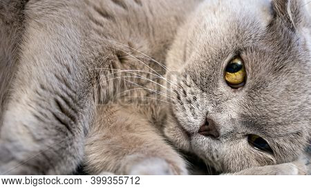 Portrait Of Beautiful Gray Cat Close Up. Cat With Orange Eays, Face Close Up
