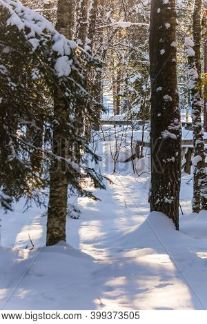 Snow covered path in the coniferous forest. Ranua zoo in Lapland. Sunny frosty and snowy winter day. The concept of active, winter, environmental and photo tourism