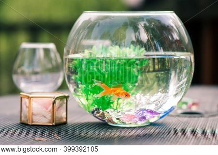 Red Goldfish In An Aquarium With Algae. Outdoor Pet Shop Composition