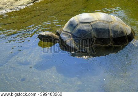 Giant Galapagos Turtle Swimming In The Water Close-up To The Beach. Wildlife. Rare Animals