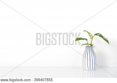 Monstera Obliqua Miq, Monstera Obliqua In Front Of A Light Wall In A Blue Striped Ceramic Vase.