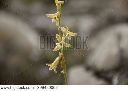 Flowers Of Green-yellow Bastard Hyacinth (dipcadi Serotinum) Is A Species Of Bulbous Plant In The Fa