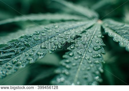 Indoor Marijuana Grow Medical. Cannabis Growing Cbd Thc . Nature Green Herb. Weed Pot Plant.
