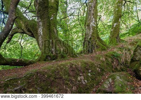 Gnarly Old Trees