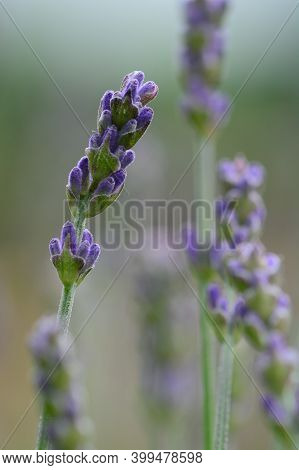 Close Up Of Lavender Flowers In Bloom