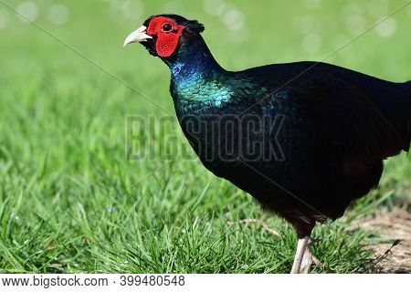 Side View Of A Melanistic Pheasant In The Garden