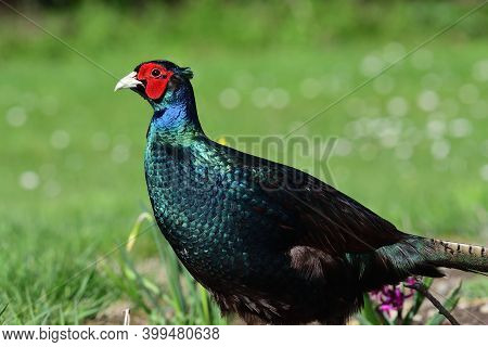 Melanistic Pheasant