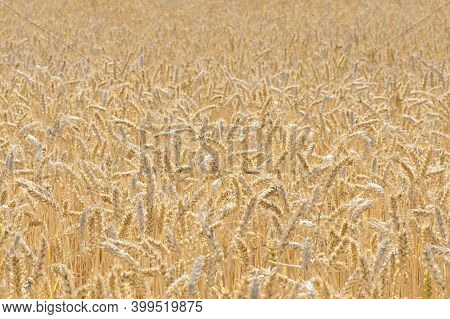 Spikelets Of Ripe Wheat In The Field Close-up Golden Background. Big Golden Ears The Idea Of A Rich 