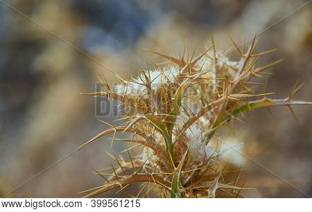 Dried Flower Onopordum Acanthium  Flowering Plant In The Family Asteraceae. It Is Native To Europe A