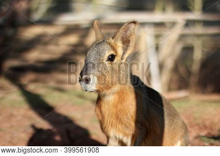 Patagonian Mara, Dolichotis Patagonum, Sitting And Resting, Watching For Danger