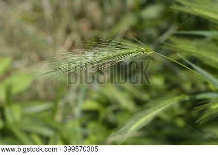 Wall Barley - Latin Name - Hordeum Murinum