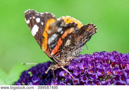 Red Admiral, Vanessa Atalanta, Butterflies On Buddleja Flower Or Butterfly Bush. High Quality Photo