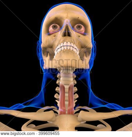 Sternohyoid Muscle Anatomy For Medical Concept 3D