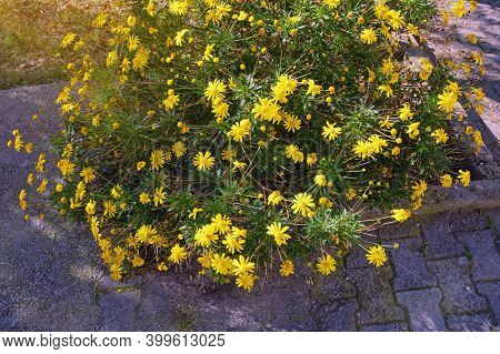 Autumn Flowers. . Yellow Daisy Flowers (chrysanthemum Coronarium) In Park On Sunny Autumn Day