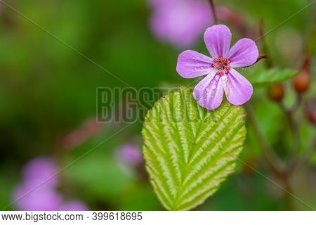 Herb Robert (geranium Robertianum)