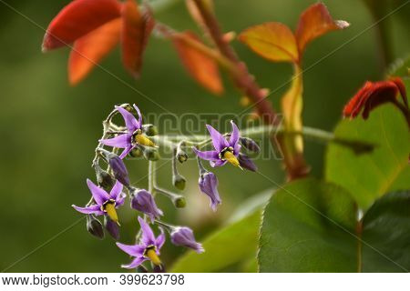 Purple And Yellow Flowers Of Devil's Grapes (solanum Dulcamara), Growing Next To A Rose Bush In Gard