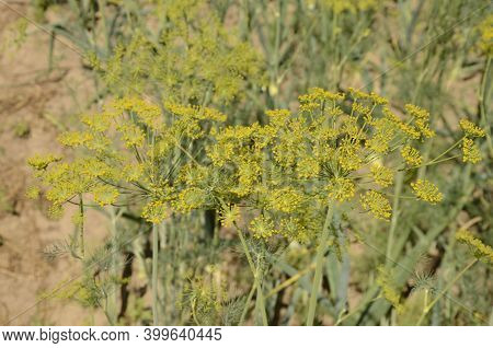 Flower Of Green Dill (anethum Graveolens) Grow In Agricultural Field.
