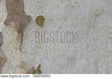 The Bark Of Plane Tree (platanus Acerifolia) Is A Nice Background , Macro Photo