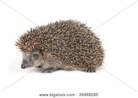 niedliche Igel Wandern und herumschnÃ¼ffeln