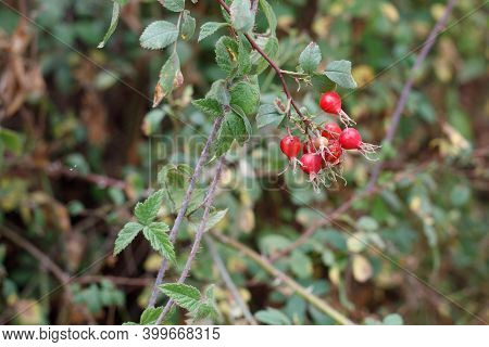 Mature Red Accessory Achene Fruit Of California Rose, Rosa Californica, Rosaceae, Native Androgyne P