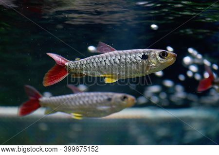 Chalceus Red-tailed Fish In The Aquarium (chalceus Macrolepidotus)