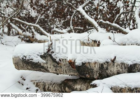 Sawed Birch Trees Under A Layer Of Snow, Preparation Of Firewood, Daylight, Close-up. Stock Photo Wi