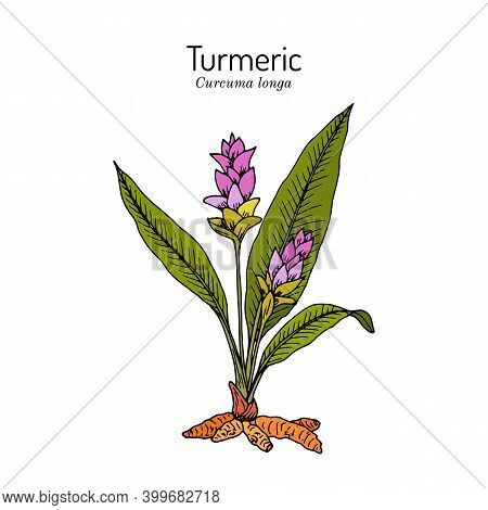 Curcuma Zedoaria, Zedoary, White Turmeric Or Kentjur, Edible And Medicinal Plant. Hand Drawn Vector 