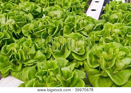 Hydrophonic piantagione, lattuga