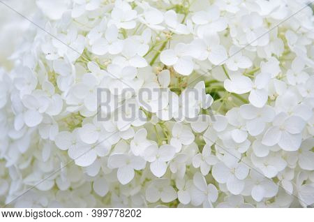Bright White Blossoms Of Hydrangeas In The Garden.