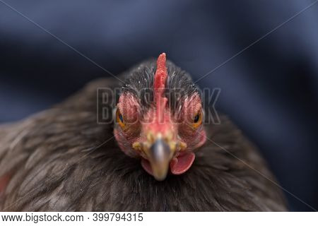 3 - Grey Pekin Bantam Hen Chicken Appears Angry And Aggressive As She Looks Directly Forward Into Th