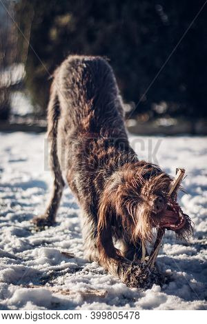 Rough-coated Bohemian Pointer Is Happy To Bite His New Toy, Which He Has Fought For. The Bite Of A W
