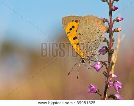 kleine Kupfer Schmetterling, Lycaena phlaeas