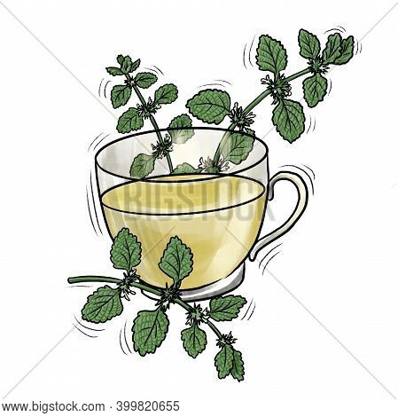 Cup Of Natural Herbal Horehound Tea, Hand Drawn Illustration
