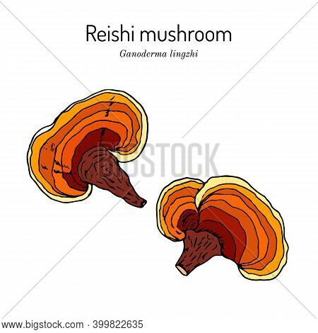 Reishi Mushroom Ganoderma Lucidum , Medicinal Plant. Hand Drawn Botanical Vector Illustration