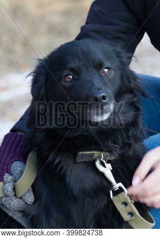 Sad Black Mongrel Homeless Dog In An Animal Shelter
