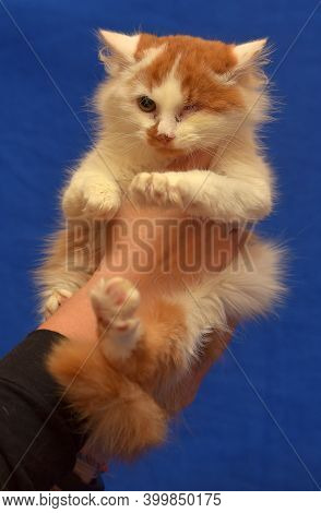 Small Red And White Kitten One-eyed Disabled