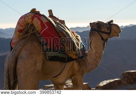 Dromedar Camel In The Background Sands Of Hot Desert, Egypt, Sinai
