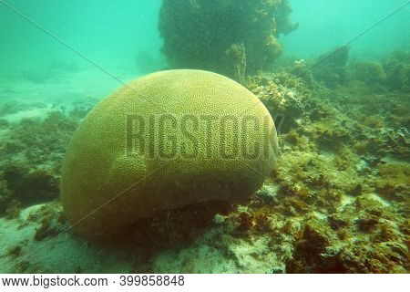 Close Up Of Big Green Coral Under Water