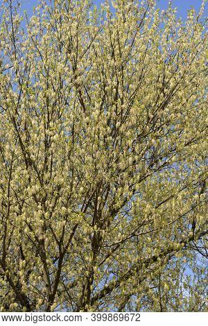 Boxelder Maple - Latin Name - Acer Negundo