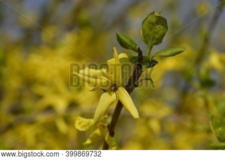 Weeping Forsythia Yellow Flowers - Latin Name - Forsythia Suspensa