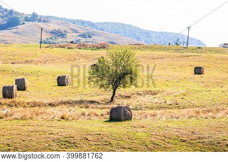 Agricultural Field With Haystacks, Stack Of Round Hay Bales. Hay Balls On A Field.