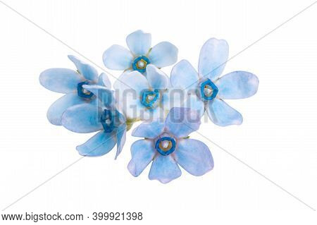 Oxypetalum  Blue Flower Isolated On White Background
